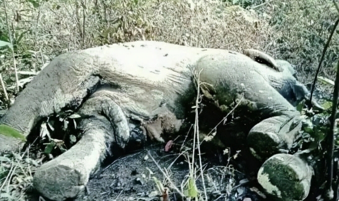 这里也曾是象往的地方，但现在越来越野象倒在血泊之中，鼻子、牙齿全被割走